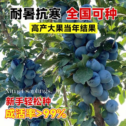 西梅树树苗蓝蜜西梅李子树苗北方南方室内外庭院盆栽当年结果带土 - 图0