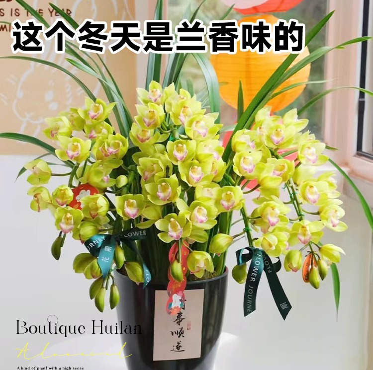 大花惠兰带花苞花剑浓香慧兰花盆栽精品年宵花卉鲜花室内四季蕙兰-图2