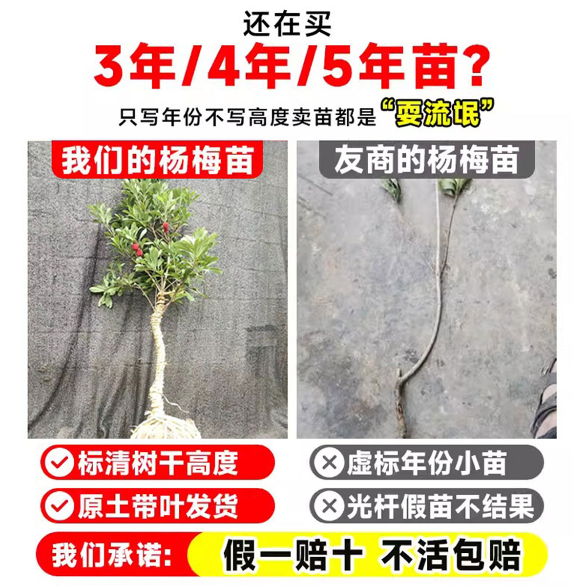 东魁杨梅树树苗带土黑炭南北方种植地栽早熟正宗嫁接水晶仙居果树