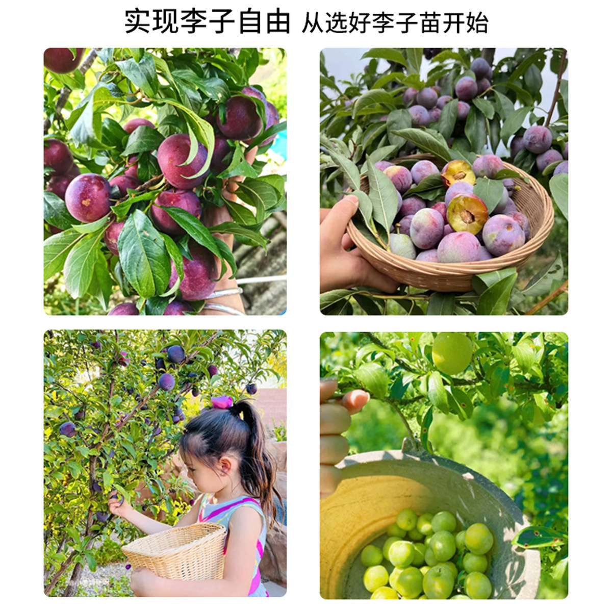 蜂糖李子树苗正宗特大李子树苗室内外庭院盆栽地栽南北方种植四季,淘宝优惠券,粉丝福利购,淘宝优惠卷