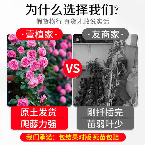 蔷薇花苗爬藤四季藤本月季阳台庭院特大花卉玫瑰盆栽耐寒植物开花 - 图0