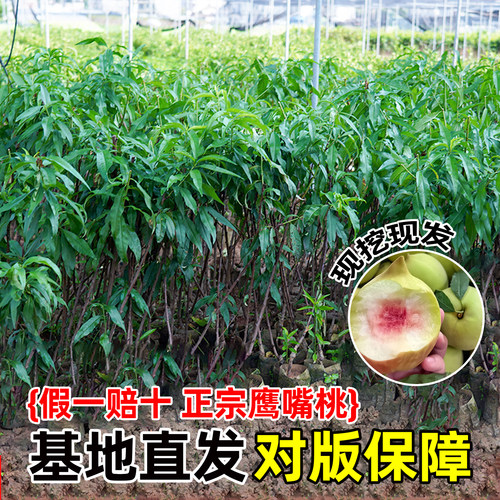 鹰嘴桃树果苗正宗广东连平南北方种植黄桃水蜜桃树苗带土四季盆栽 - 图0