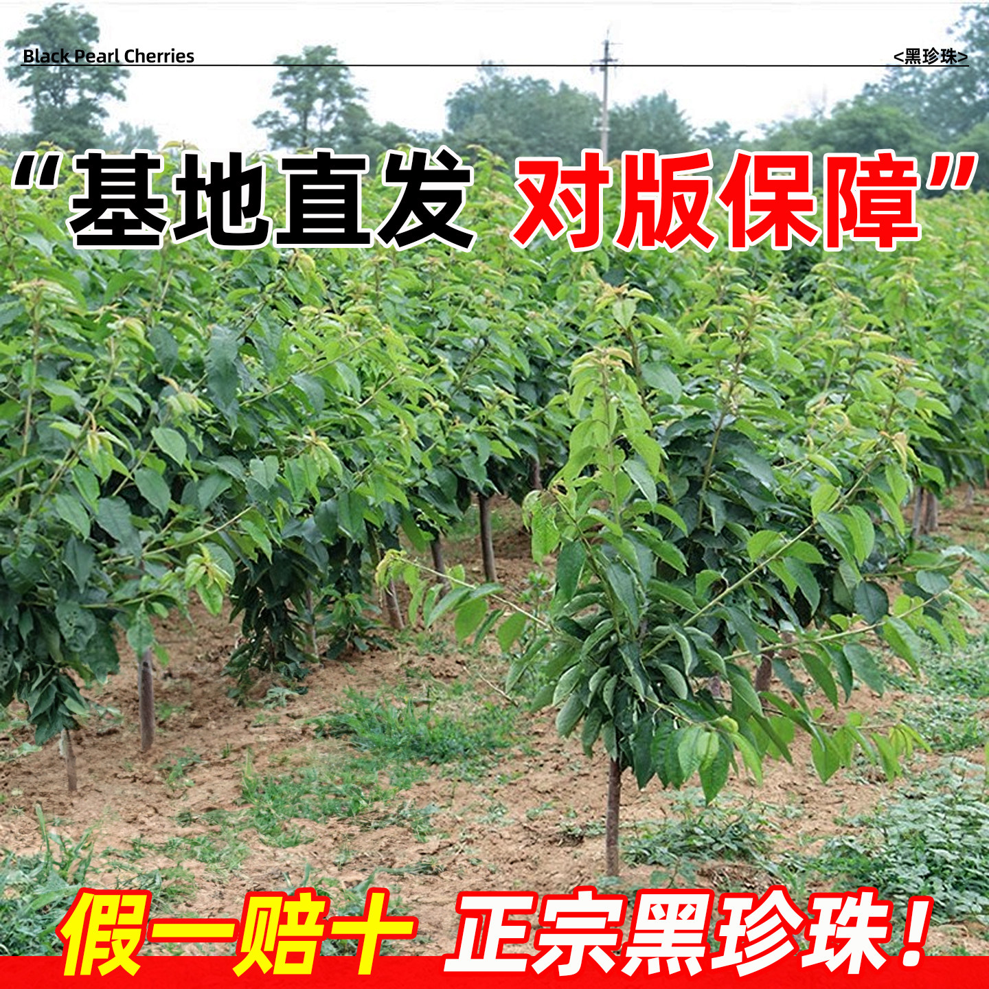 正宗黑珍珠车厘子树苗南方大樱桃水果树果苗北方种植庭院地栽带土,淘宝优惠券,粉丝福利购,淘宝优惠卷