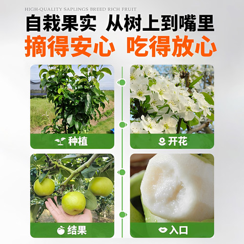 正宗梨树果苗秋月梨翠冠梨嫁接庭院地栽南北种植盆栽耐寒当年结果 - 图2