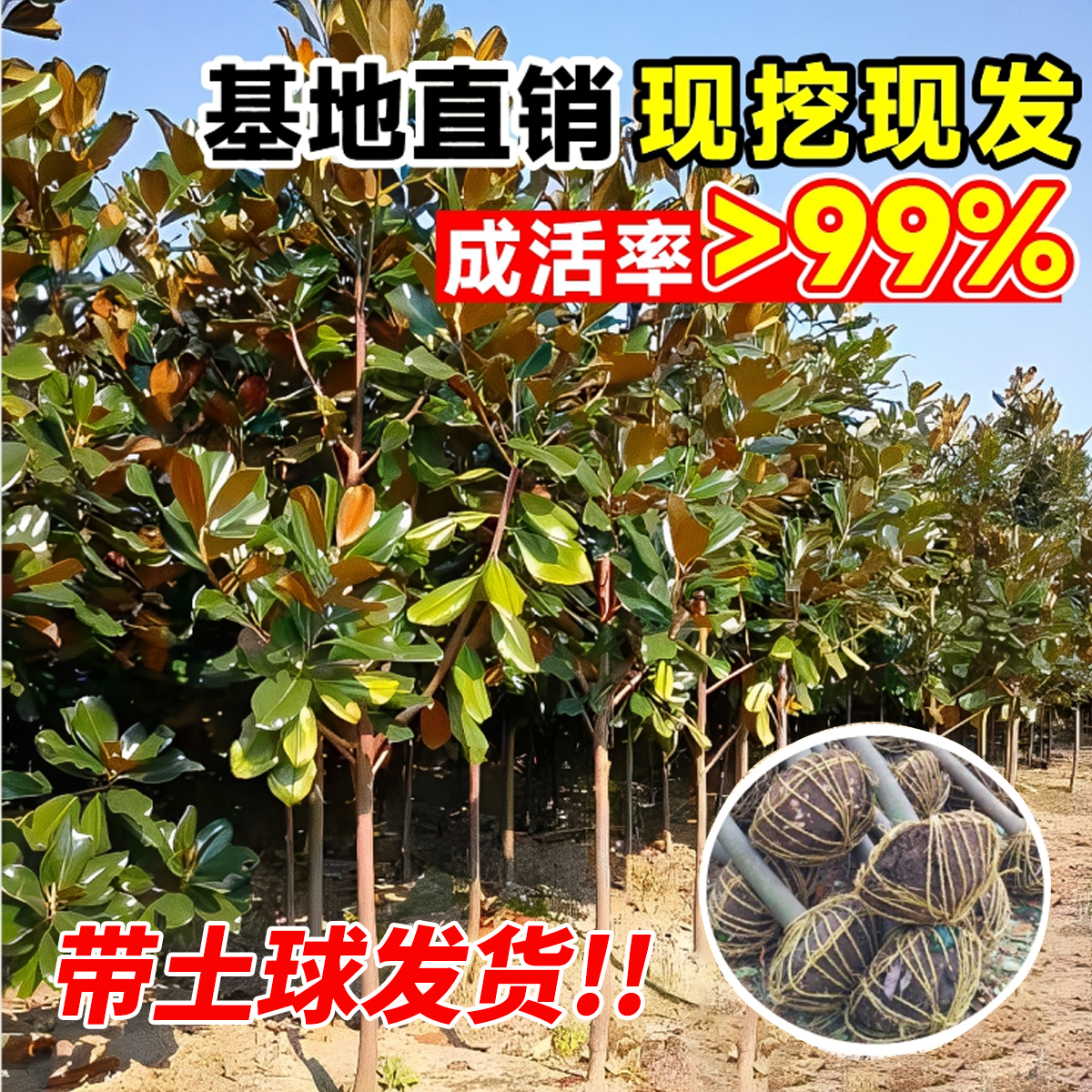 广玉兰树苗别墅庭院风景大树荷花白玉兰园林绿化工程苗木四季常青-图2