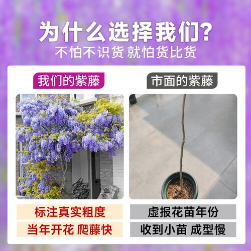 紫藤花树苗爬藤植物多花紫藤萝树苗阳台四季盆栽庭院老桩花卉开花 - 图1