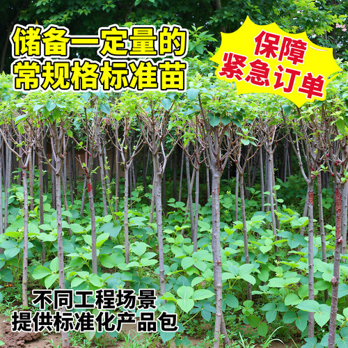樱花树苗批发庭院大树晚樱冬樱垂枝樱南北方室外绿化工程苗风景树 - 图1