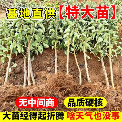 猕猴桃树果苗红心绿心软枣嫁接耐寒阳台地栽南北四季种植当年结果 - 图0