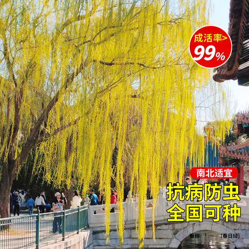 黄金柳金丝柳树树苗子垂柳行道庭院大树园林风景绿化盆栽河边倒柳 - 图1