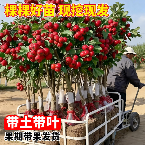 山楂树活苗特大果树苗南北方种植耐寒旱庭院地栽阳台盆栽当年结果 - 图0