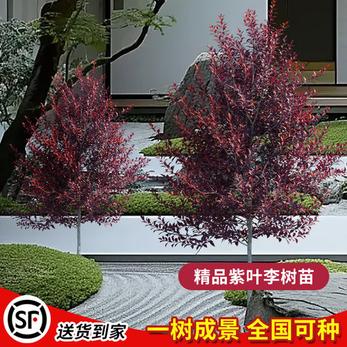 紫叶李树苗红叶李子树苗绿化风景树庭院地栽耐寒植物 - 图2
