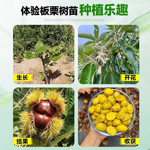 板栗苗树嫁接迁西早熟庭院南北种植耐寒特大栗子盆栽地栽当年结果 - 图2