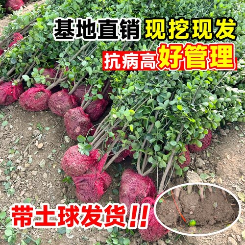 北海道黄杨冬青树苗篱笆墙围墙绿篱四季常青法国丛生大叶绿化植物 - 图2