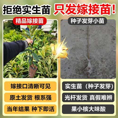 枇杷树果苗嫁接无核砂糖琵琶大果南北方种植盆地栽水果树当年结果 - 图0
