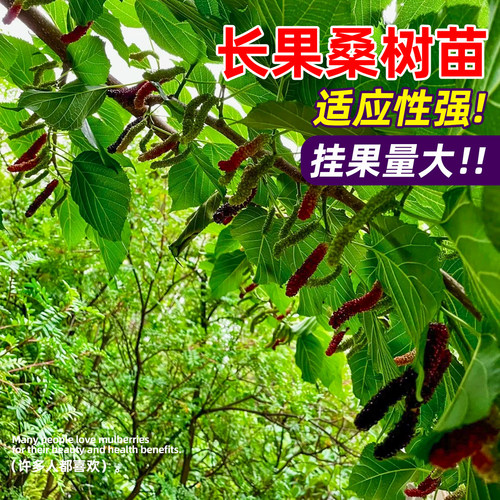 长果桑葚树苗耐寒盆栽无籽十黑桑大果树地栽庭院正宗台湾带果嫁接 - 图0