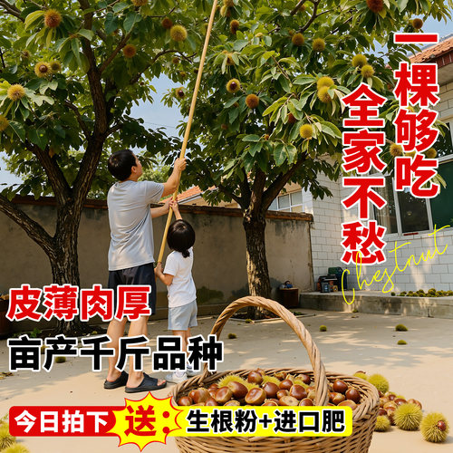 板栗树果苗嫁接栗子正宗南方北方种植庭院早熟盆地栽庭院耐寒果树 - 图3