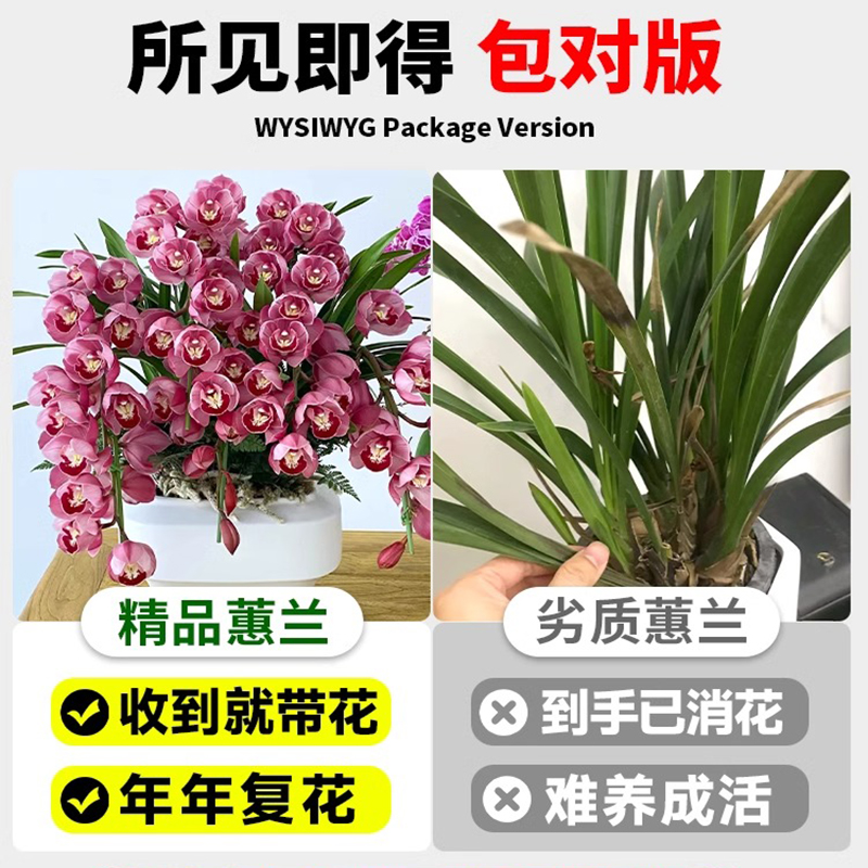 大花惠兰带花苞花剑浓香慧兰花盆栽精品年宵花卉鲜花室内四季蕙兰-图1