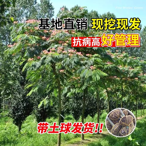 合欢花树苗绒花树行道风景大树南北方种植庭院耐寒旱工程绿化乔木 - 图3