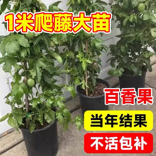 黄金百香果树果苗九号四季纯甜嫁接盆栽带土不断结果包邮黄金果苗 - 图2