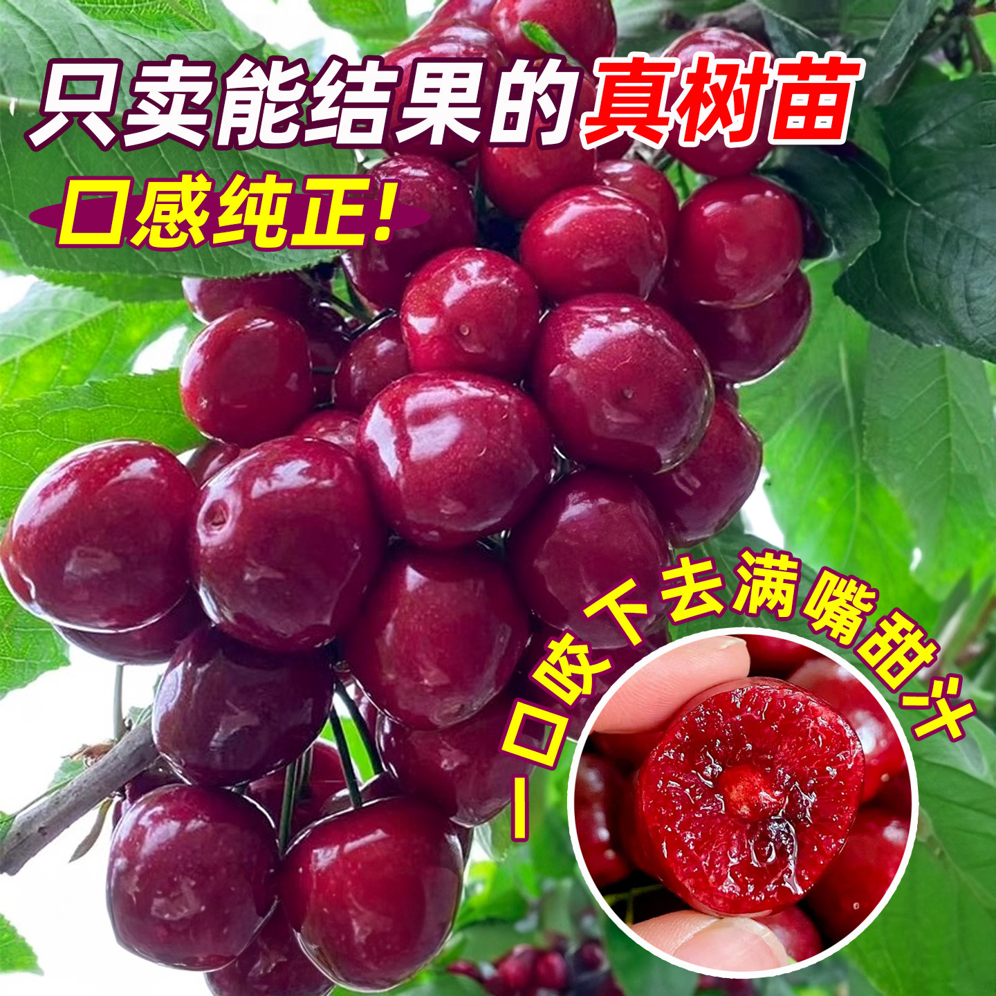 正宗黑珍珠车厘子树苗南方大樱桃水果树果苗北方种植庭院地栽带土,淘宝优惠券,粉丝福利购,淘宝优惠卷