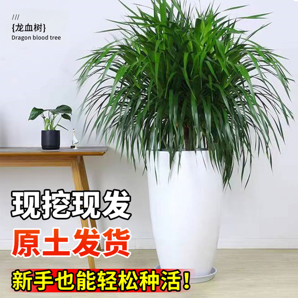 龙须树大型绿植多头龙血树龙铁树发财树室内客厅盆栽花卉植物盆景 - 图1