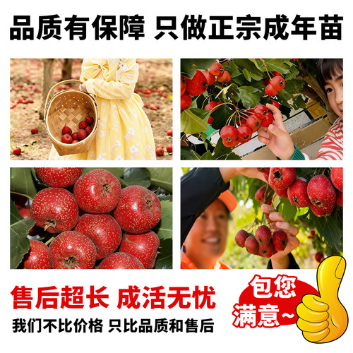 山楂树活苗特大果树苗南北方种植耐寒旱庭院地栽阳台盆栽当年结果 - 图2