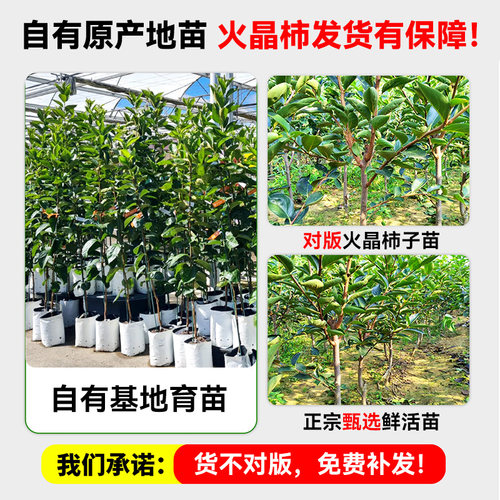 柿子苗树苗火晶柿子正宗对版嫁接果树南北方种植地栽脆甜当年结果 - 图1