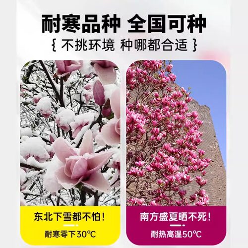 玉兰花树苗带花苞四季玉兰花树苗庭院别墅风景树绿化耐寒室外花卉 - 图0
