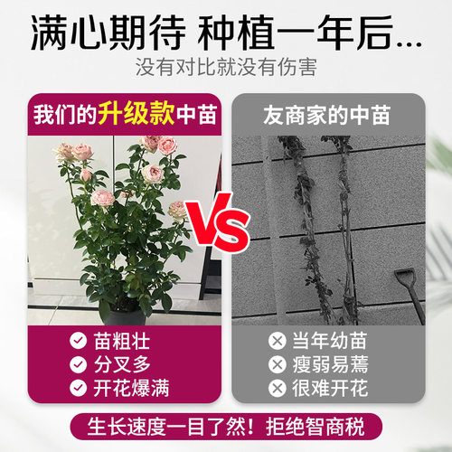 蔷薇花苗爬藤四季藤本月季阳台庭院特大花卉玫瑰盆栽耐寒植物开花 - 图1