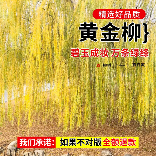 黄金柳金丝柳树树苗子垂柳行道庭院大树园林风景绿化盆栽河边倒柳 - 图0