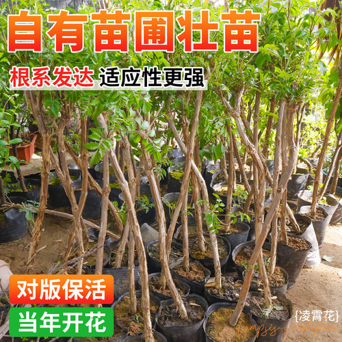 四季凌霄花爬藤大苗树苗爬藤植物特大号盆栽小苗粉色美国炮仗花 - 图0