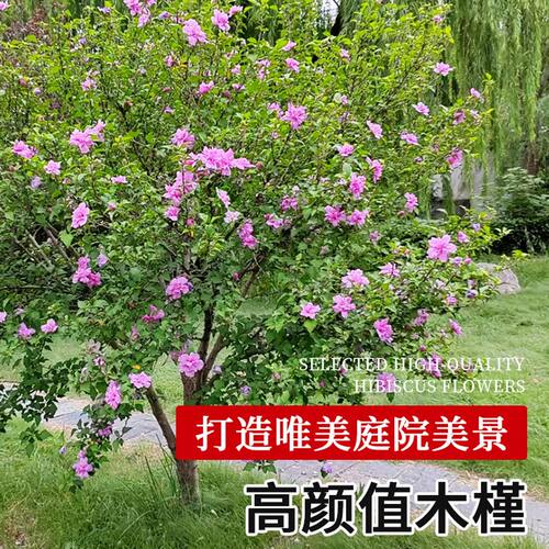 木槿花树苗可食用棒棒糖木槿花重瓣大苗阳台庭院盆栽耐寒四季好养 - 图1