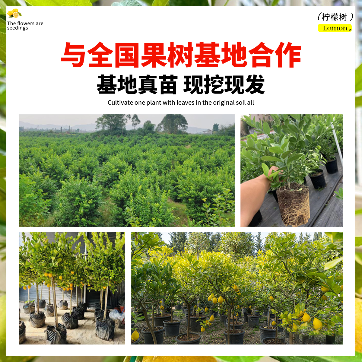 香水柠檬树盆栽带果可食用室内庭院种植四季结果广东无核青柠檬苗-图0