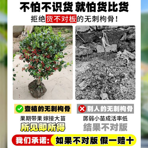 无刺枸骨树苗盆景庭院四季常青苗球北方耐寒绿化苗木满堂红鸿运果 - 图1