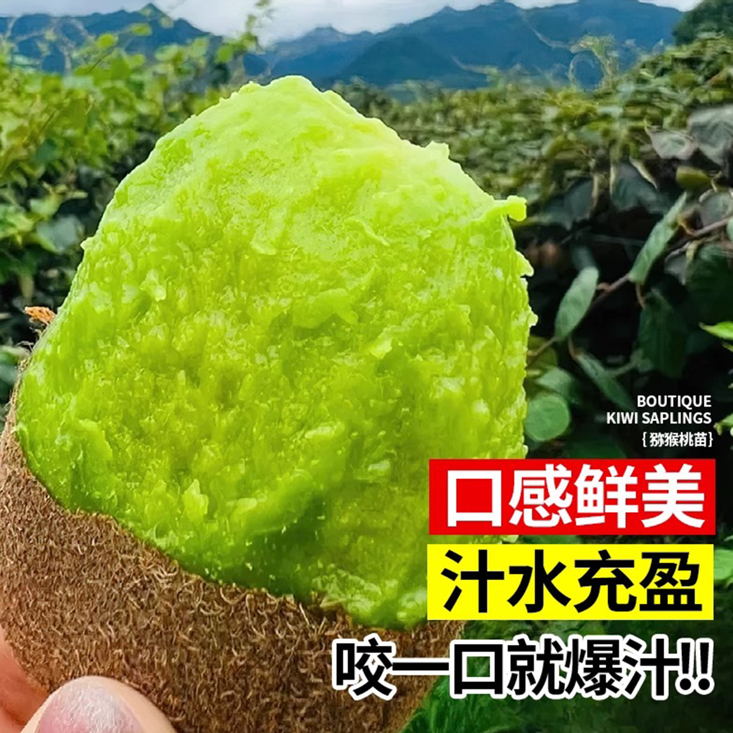 正宗猕猴桃树果苗红心软枣雌雄同株耐寒特大南北种植庭院盆栽地栽,淘宝优惠券,粉丝福利购,淘宝优惠卷