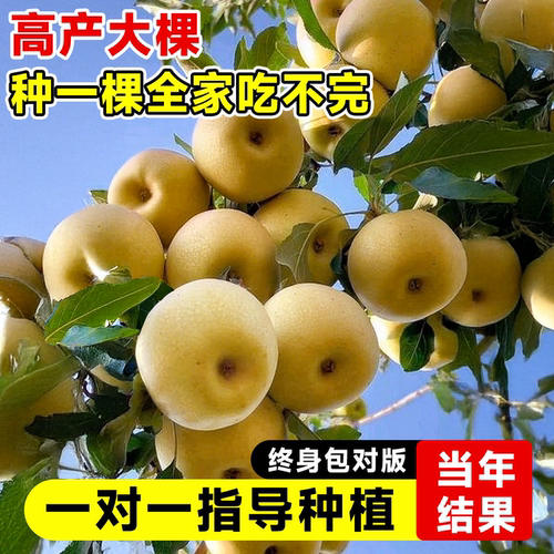 苹果梨树果苗秋月梨嫁接特大果苗树苗南北方庭院地栽盆栽当年结果 - 图0