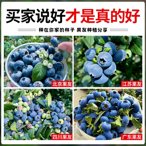 蓝莓树果苗盆栽阳台庭院薄雾特大F6耐寒南北种植当年结果懒人好养 - 图0