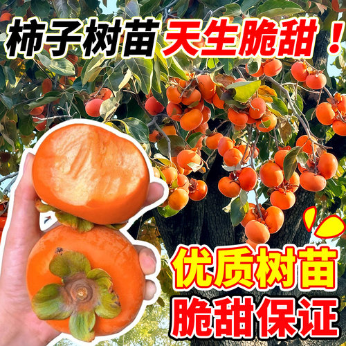 柿子苗树苗脆甜无核特大嫁接果苗南北方种植耐寒盆栽地栽当年结果 - 图0