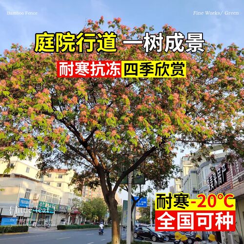 合欢花树苗绒花树行道风景大树南北方种植庭院耐寒旱工程绿化乔木 - 图2