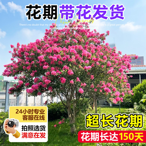 紫薇花树苗庭院大型老桩别墅室外道路绿化植物风景大树百日红花卉 - 图2