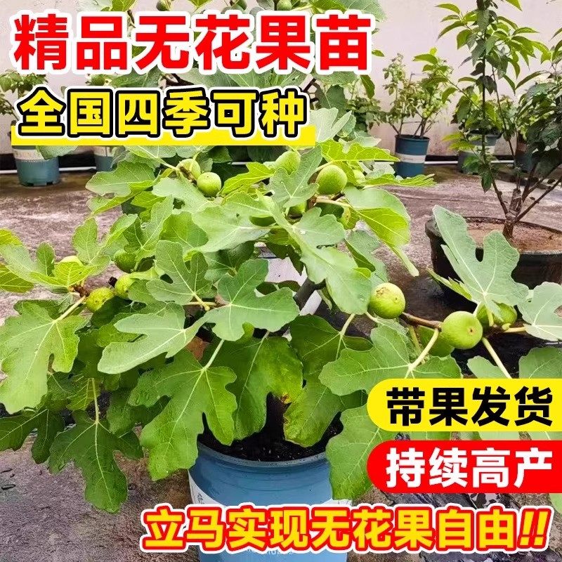 无花果树果苗特大果盆栽波姬红可食用矮化家庭南北方种植当年结果,淘宝优惠券,粉丝福利购,淘宝优惠卷