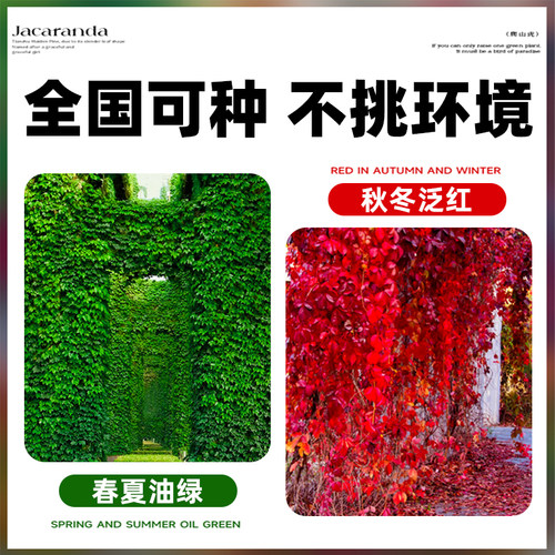 爬山虎树苗爬藤四季常青不落叶庭院藤蔓植物三五叶爬墙虎草种籽子 - 图0