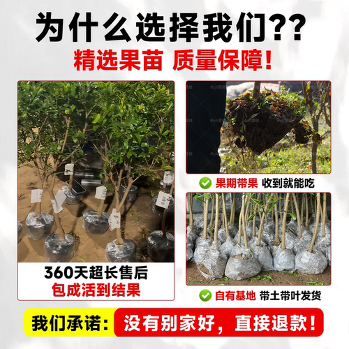 晚熟青脆李子树果苗正宗嫁接特大果苗盆栽三华李子新品种当年结果 - 图0