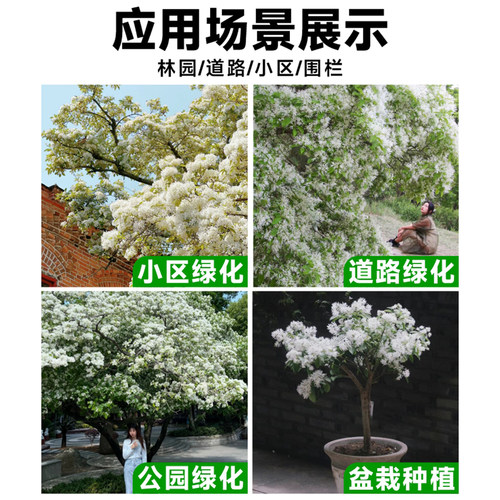 流苏树苗四月雪盆栽室外庭院地栽梦幻流苏花苗油根子绿化风景大树 - 图2
