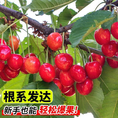 樱桃树苗中华小樱桃车厘子嫁接南北方庭院种植盆栽地栽当年结果 - 图2