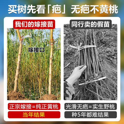 锦绣黄桃树果苗果树盆地栽当年结果嫁接特大水蜜桃南北方四季种植 - 图0