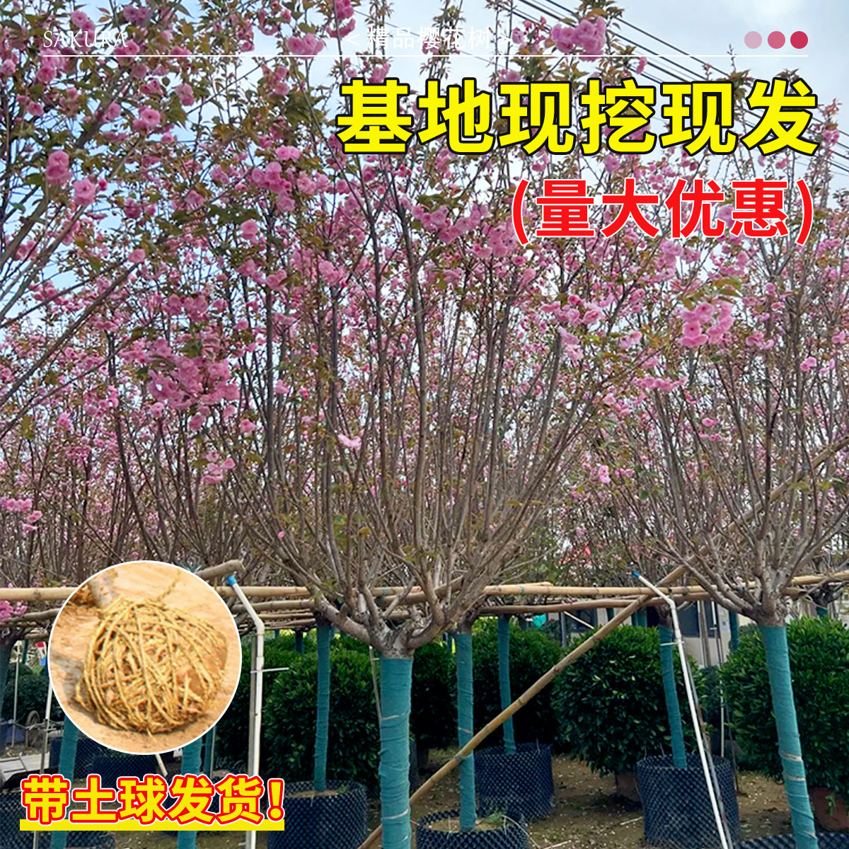 日本樱花树苗南北方室外庭院种植绿化工程大型风景树花卉盆栽植物 - 图2