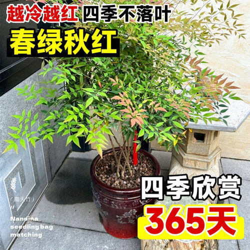 火焰南天竹盆栽矮化小盆景红叶盆景植物书房茶桌禅意微景观 - 图3