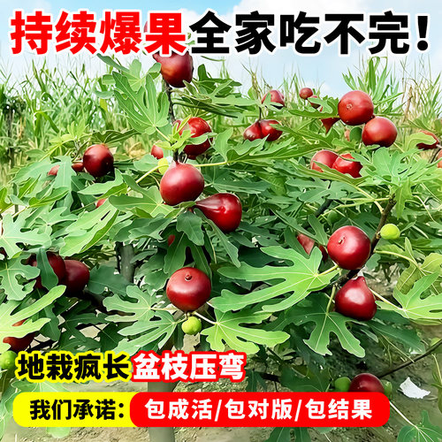 无花果树果苗特大果盆栽水果波姬红南方北方种植地栽阳台四季耐寒 - 图2