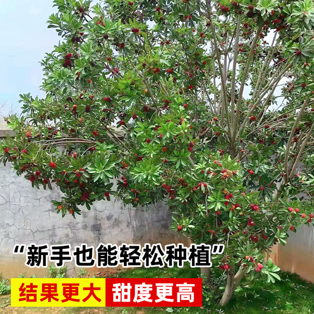 东魁杨梅树树苗带土黑炭南北方种植地栽早熟正宗嫁接水晶仙居果树